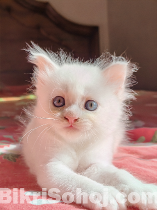 Traditional persian kitten